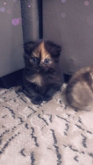 Срочно Продаются чистокровные шотландские котята