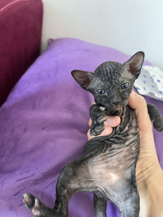 Котята сфинксы в апреле.