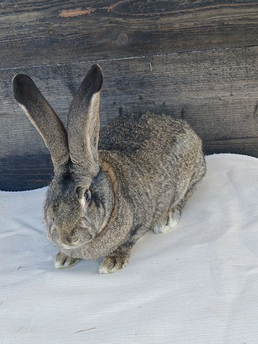 Iepuri urias german si berbec german