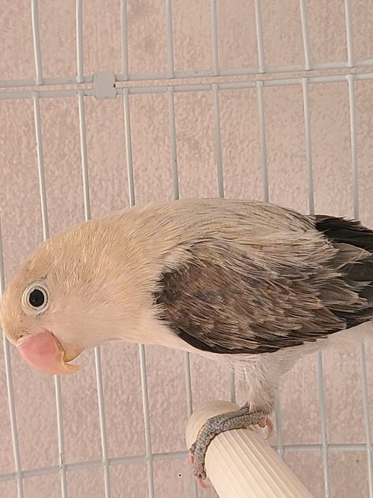 Папугай неразлучник,самка