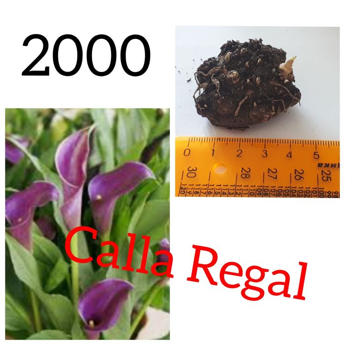 Продам луковицы калл