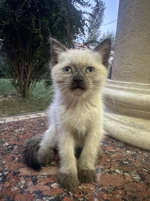 котенки скоттиш страйт