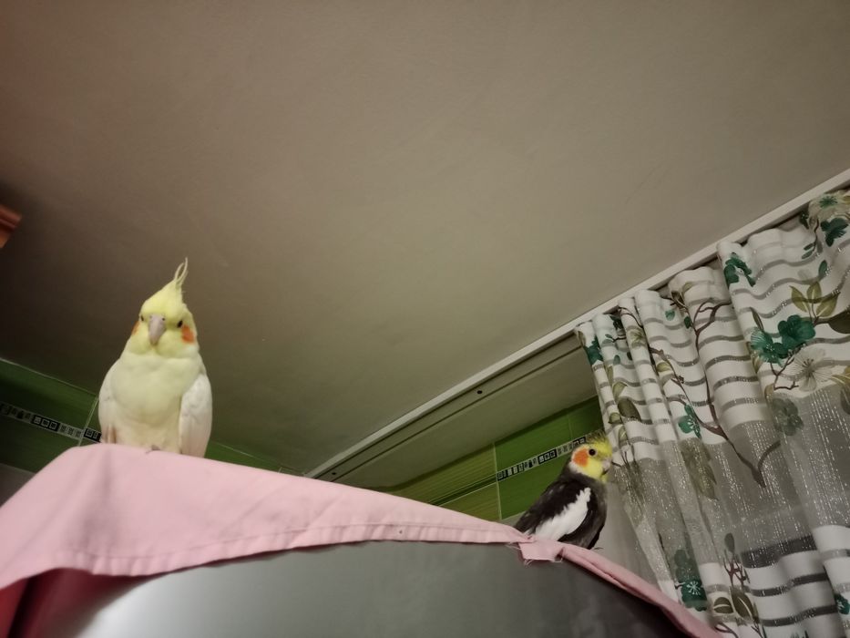 Продаю кореллу мальчик и девочка