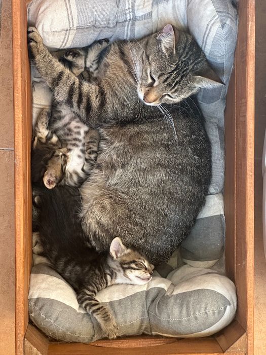 Подарявам котенца