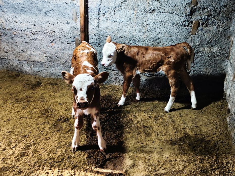 Продам коров с телятами