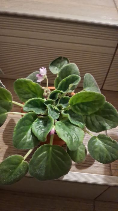 Violete de Parma