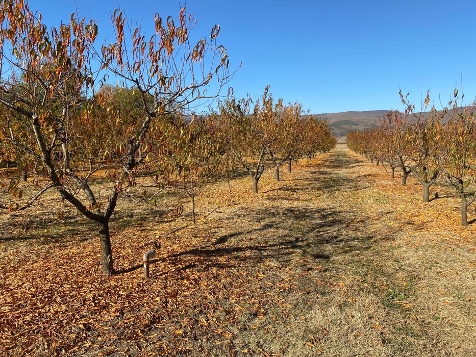 Овощна прасковена градина