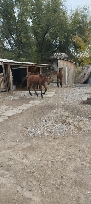 Еркек жабағы сатылады