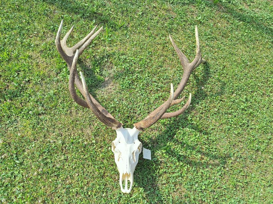 Trofeu de cerb 9 kg
