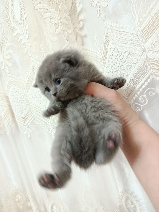 Skotish fold va strayt