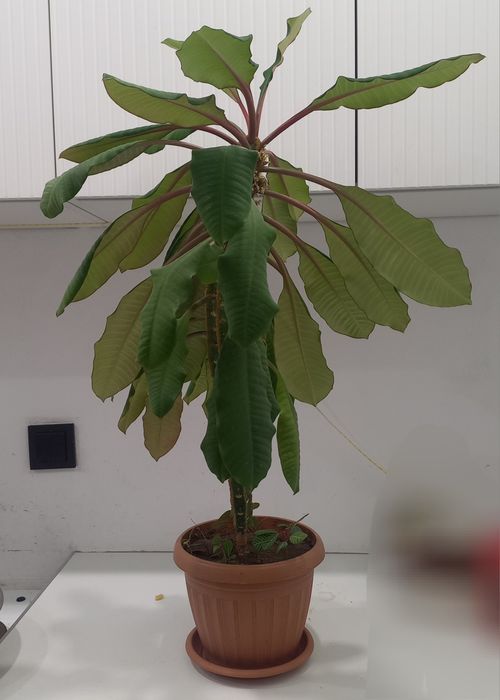 Комнатное растение Молочай