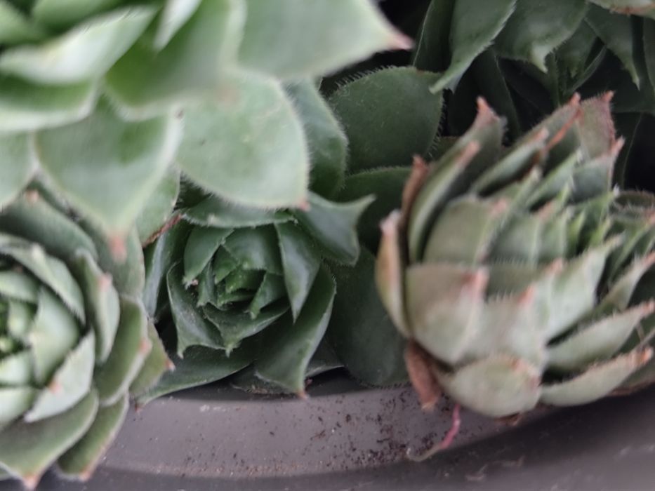 2 ghivece cu Sempervivum