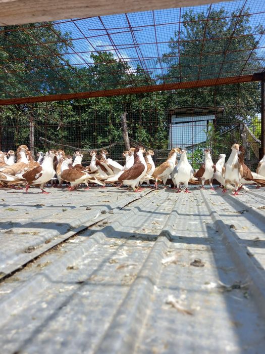 Jucatori galateni,baltati pe galben si pe rosu motati