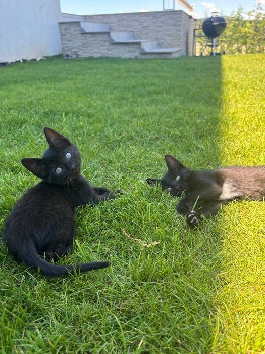 Котенца на 3 месеца си търсят дом - Созопол