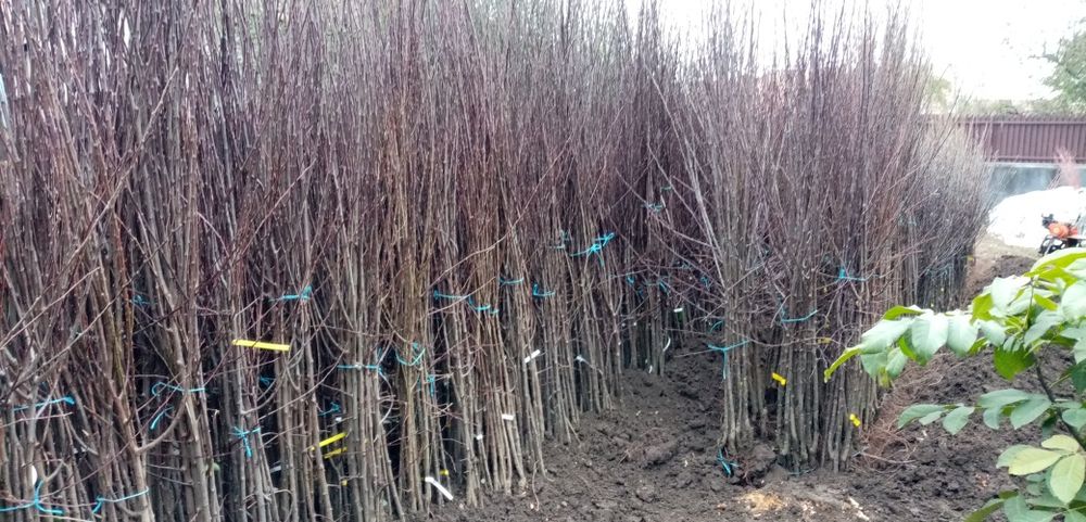 Pomi fructiferi diferite soiuri pomi pitici, trandafiri vita de vie