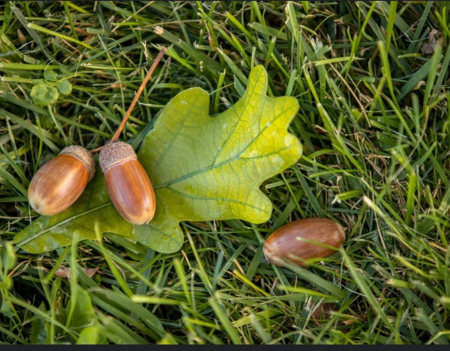 Eman daraxti urug'i, Eman, желуд, Dub,Dup, Narxi: 1kg-4000 so'm. Manz