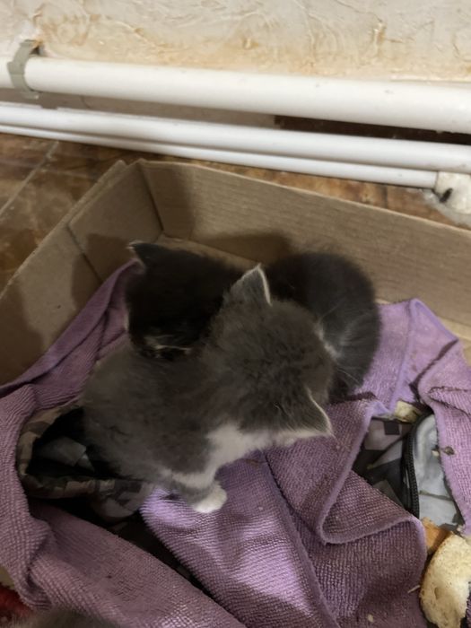 Тегин берип жиберем