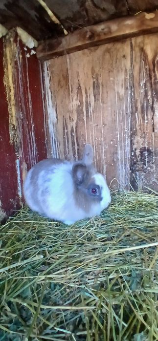 Iepuri cap de leu pitic!