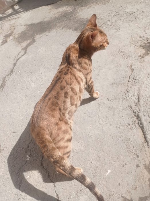 Bengal toza zot kichkina emas katta