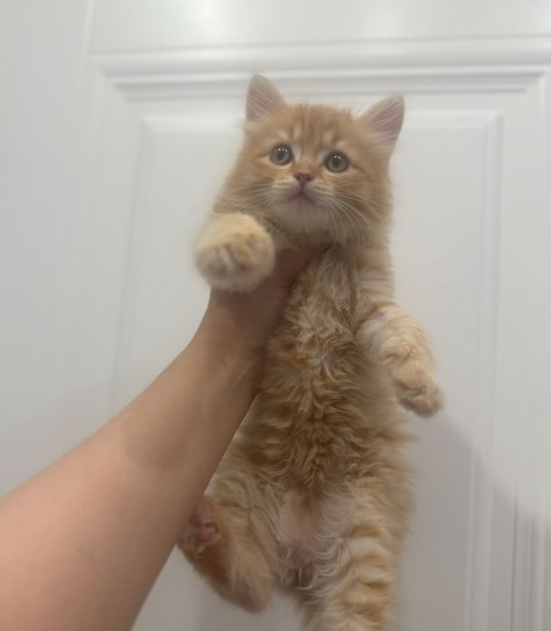 Золотые Шотландцы