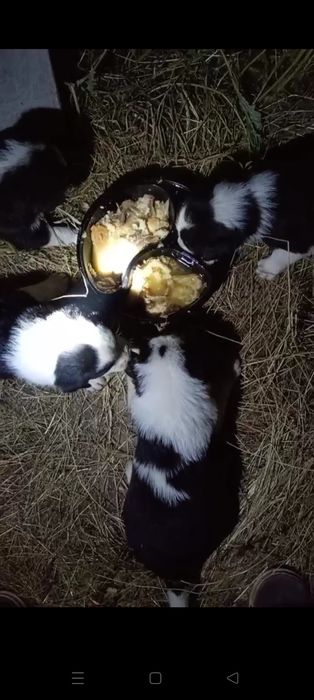 Собачки в добрые и заботливые руки