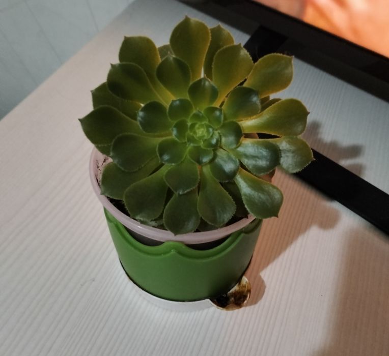 Распродажа комнатных цветов