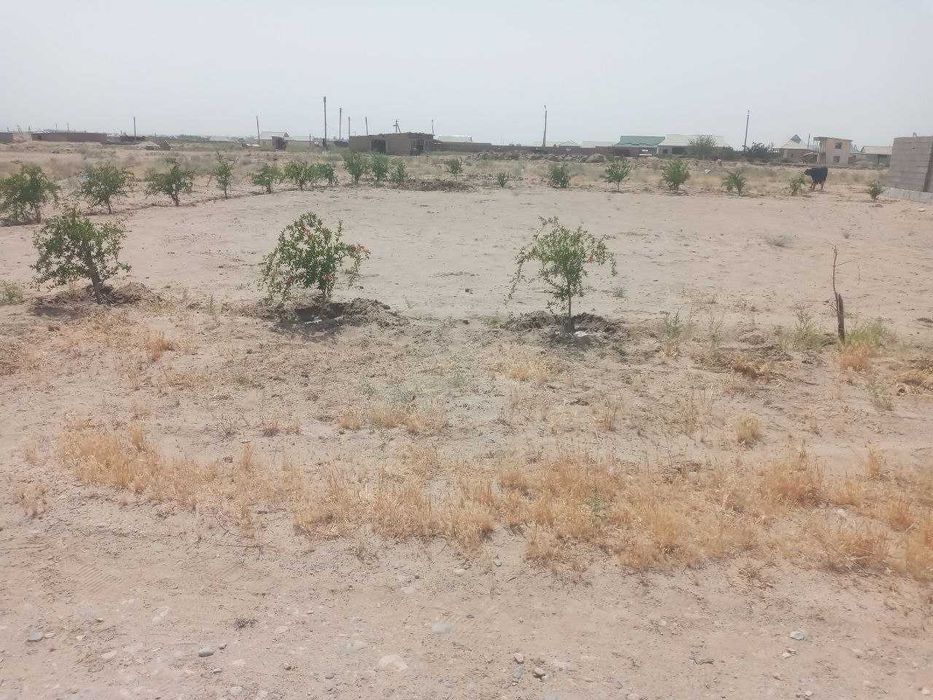 Сотилади Текисланган анор кучатлари экилган.