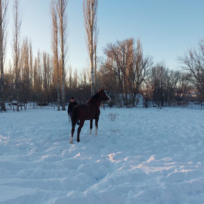 Лошадь   Турар рускулов