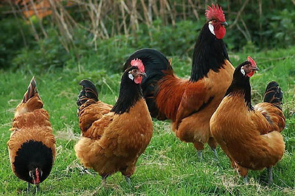 Vorverk tovuqlari nemis zoti tuxumlari sotiladi 35 ming