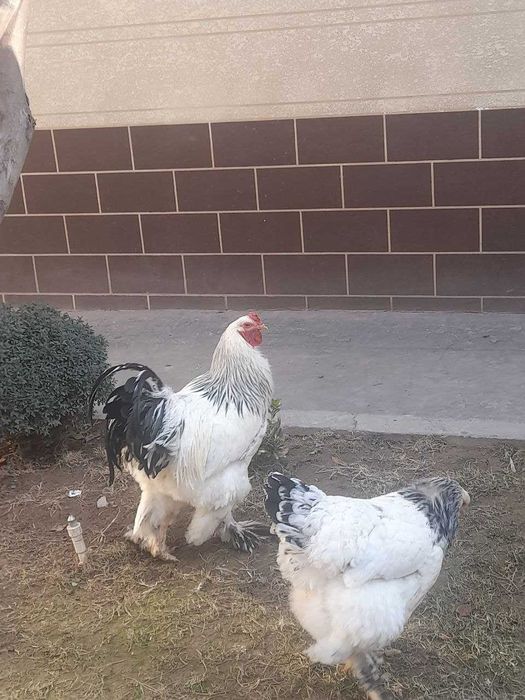 Brama xoroz va tovuq