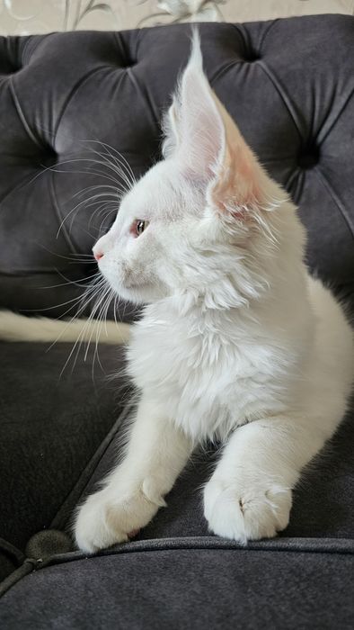 Продаётся котёнок породы мейн-кун