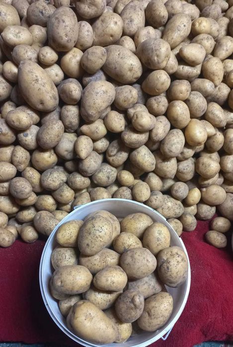 картофель дачный