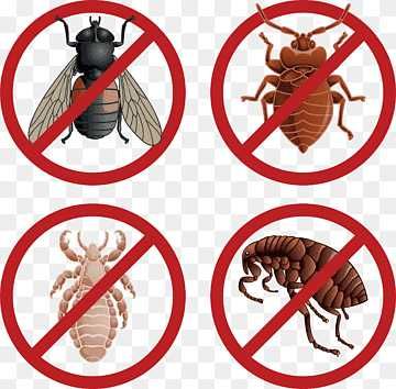 Уничтожение клопов