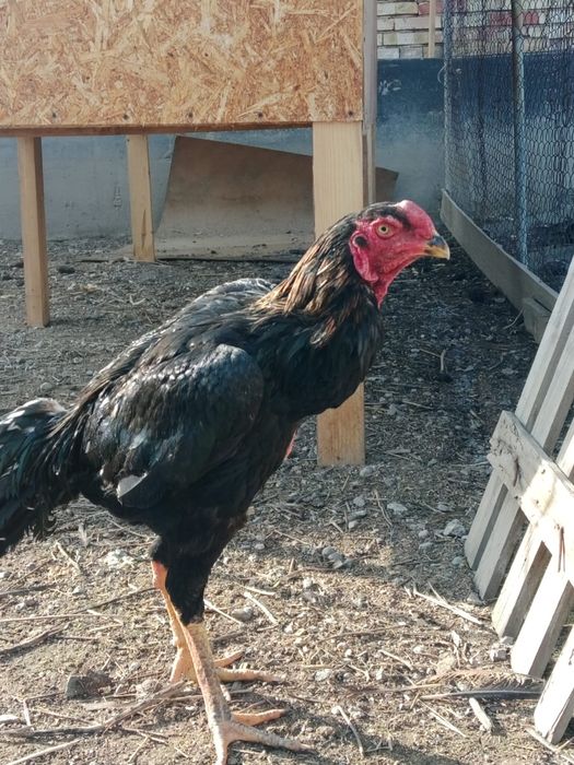 Апрельский шөже сатылады