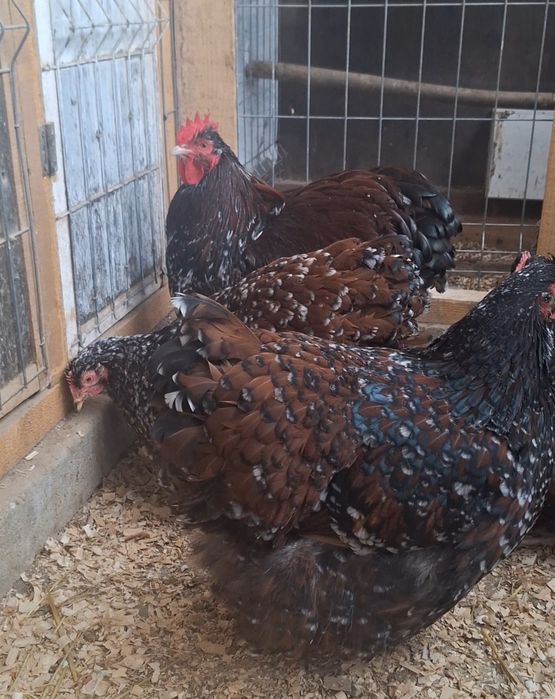 Familie Orpington porțelan