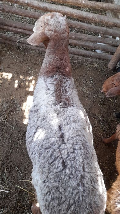 Qòchqorlat sotiladi 4 ta