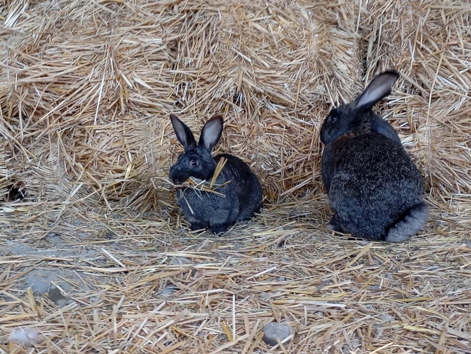 Қуйон ва болалари сотилади ва алмаштирилади