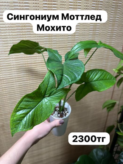 Комнатные растения