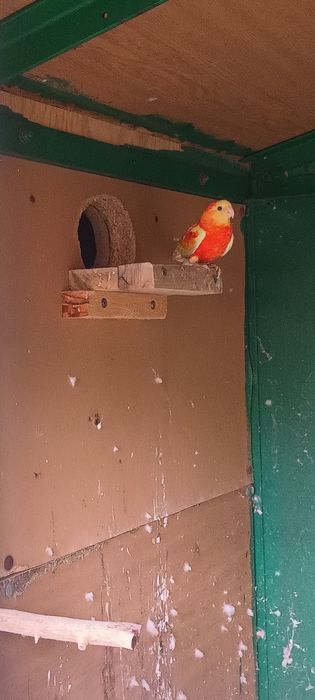 Пойни папагали 2 чифта.