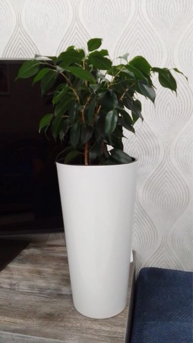 Замиокулькас (денежное дерево)