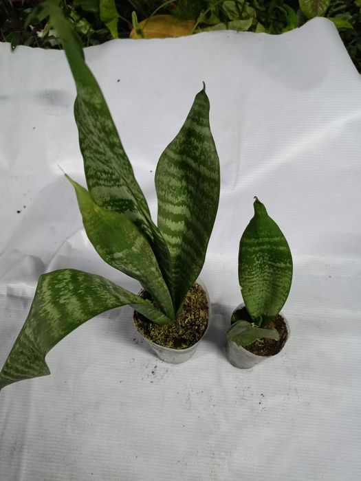 Продам комнатные цветы