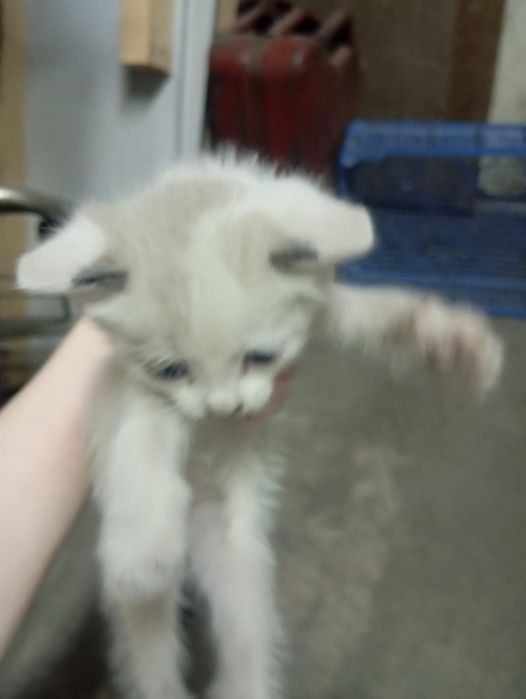Отдам котят. 2 месяца.
