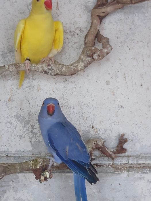 Продавам папагали