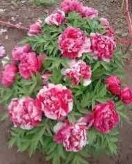 Rizomi ( Bulbi) de Bujor Nobil Sarah Bernard, pt plantat,mari,parfumat