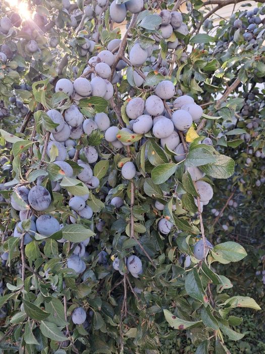 Prune de vânzare