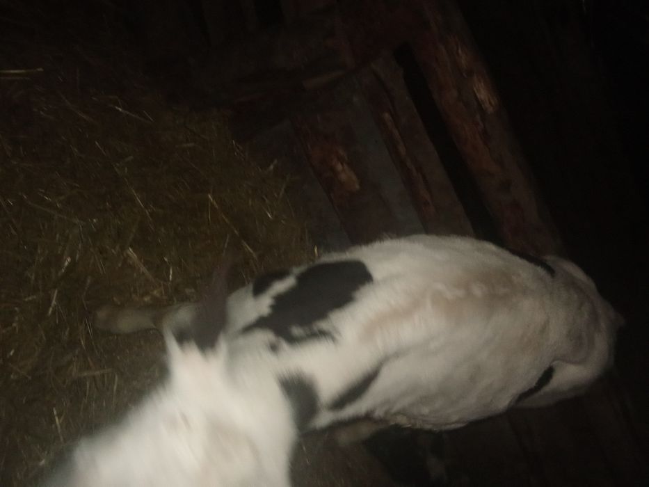 Vând vițel de trei luni
