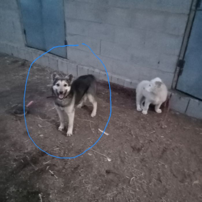 5_айлық күшіқ бояудың ішіндегі фото