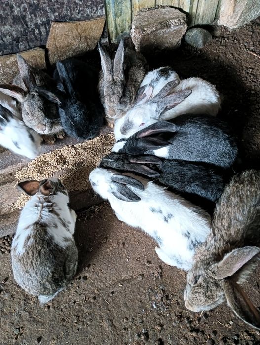 Продаются кролики 4,5м по 5500т