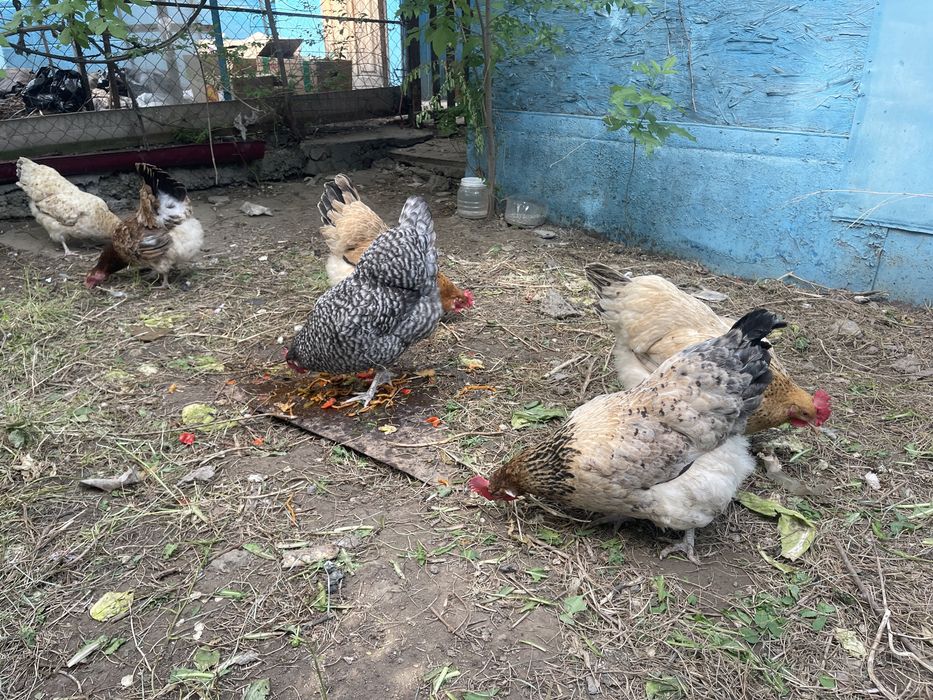 Продам домашних курей