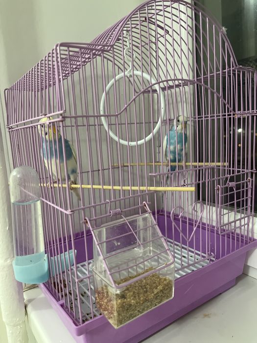 Попугай девочка и мальчик